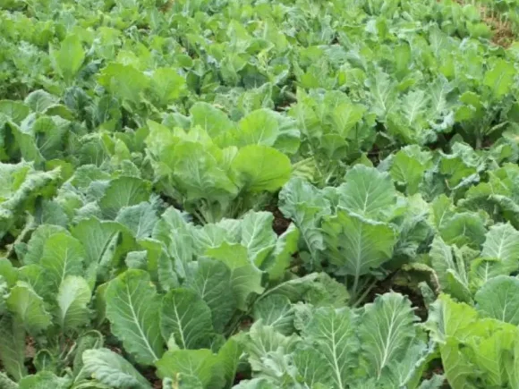 Promoting Conservation Agriculture